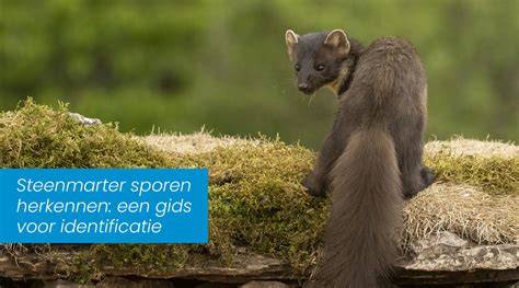 Illustratie: model van een steenmarter latrines en sporen in een dakruimte