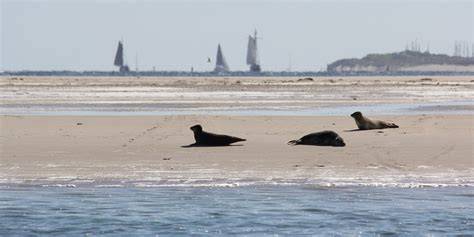 Waddenzee met bruinvissen en zeehonden op de platen