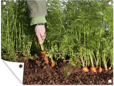 Foto: wortels oogsten met spitse rugspade