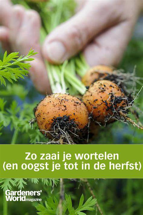 Bewegende kaart: soorten wortelen en zaai-uren