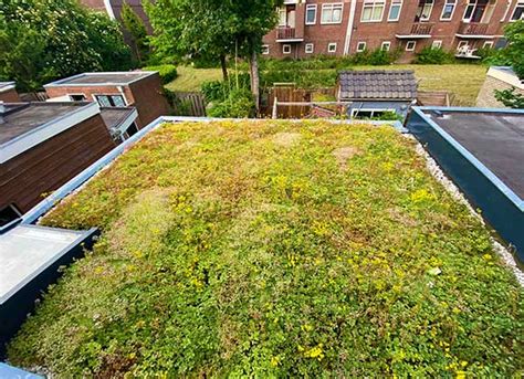 Visualisatie van de ecologische voordelen van een groen dak