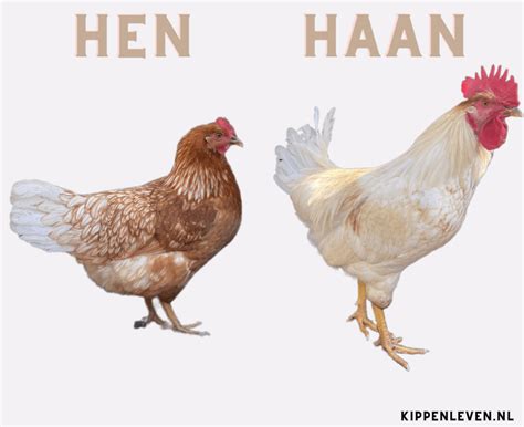 Illustratie die het verschil toont tussen grote en kleine rozetten in relatie tot plafondhoogte