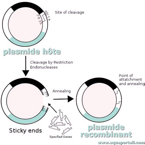 Infografiek over plasmide, plasmide-isolatie en spinkolom principe