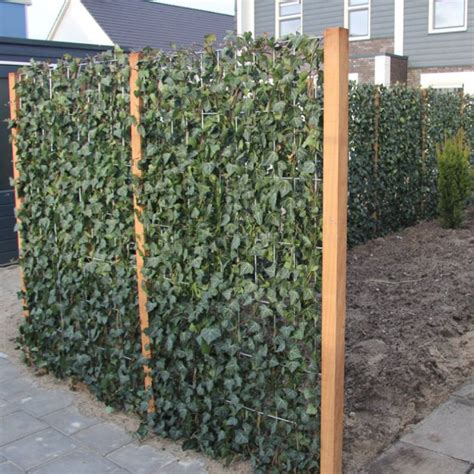 Voorbeelden van klimplanten en begroeiing langs een schutting: Hedera, Wisteria, Clematis en Lonicera.