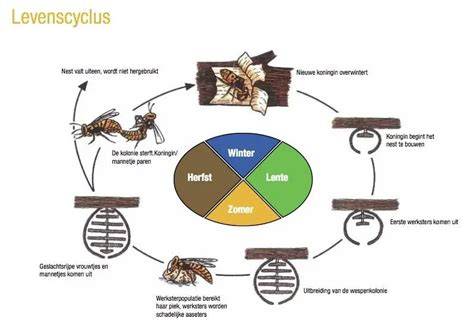 Infographic: Levenscyclus van wespen en nestgroei