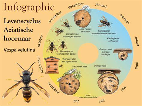 Infographic: Invasieve Aziatische duizendknopen en verspreiding