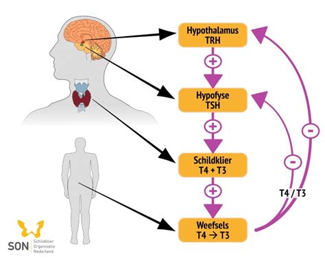 Infographic die de werking van de schildklier en de gevolgen van hypo- en hyperthyreoïdie illustreert.