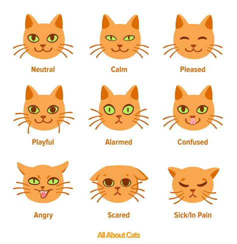 Illustratie van de Feline Grimace Scale met verschillende gezichtsuitdrukkingen van een kat.