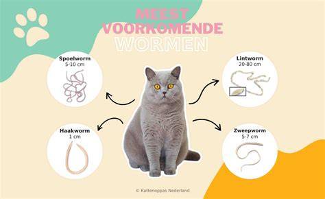 Afbeelding: Levenscyclus van wormen bij katten en waarom regelmatige ontworming belangrijk is