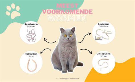Afbeelding: Informatiekaart met wormsoorten bij katten en bijbehorende preventie