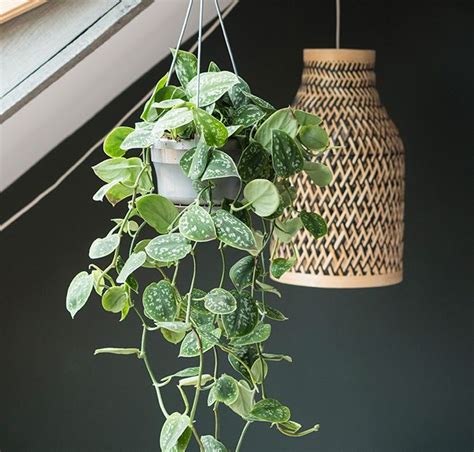 Foto: Paisley-lamp met hangplant