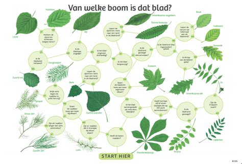 Illustratie van verschillende soorten groenafval zoals takken, bladeren en struiken.