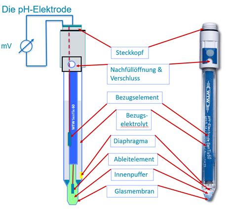 Schema: opbouw van een pH-elektrode (glaselektrode en referentie)
