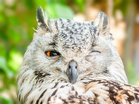 Infographic: Symboliek van de uil in verschillende culturen