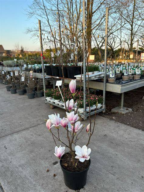 Infographic: Magnolia verspreiding en soorten