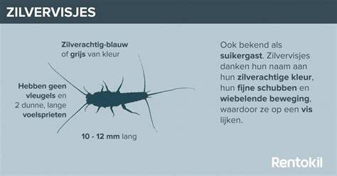 Infographic over waar zilvervisjes voorkomen in huis