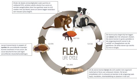 Illustratie van de levenscyclus van een vlo en de werking van de Program® injectie