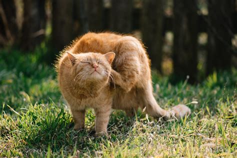 Foto van een kat die zich krabt, met een rode, geïrriteerde huid rond de nek