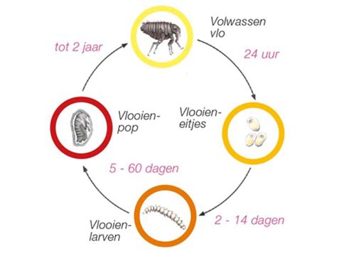 Informatieve grafiek die het percentage vlooien op het dier versus in de omgeving toont