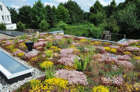 Illustratie van een groendak met diverse soorten beplanting