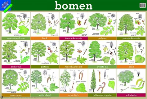Overzicht van verschillende bomen en struiken