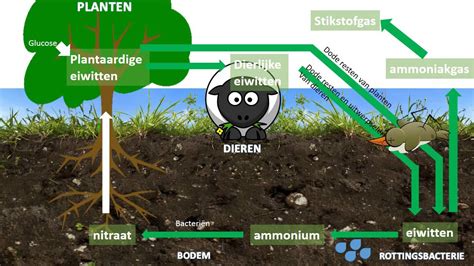Diagram van hoe bomen de bodem verbeteren