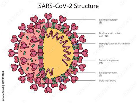 Diagram: SARS-CoV-2 structuur en varianten