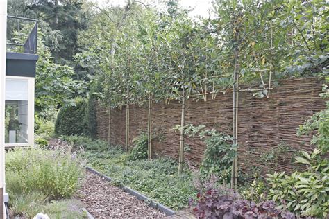 Een wilgentenen schutting begroeid met klimplanten