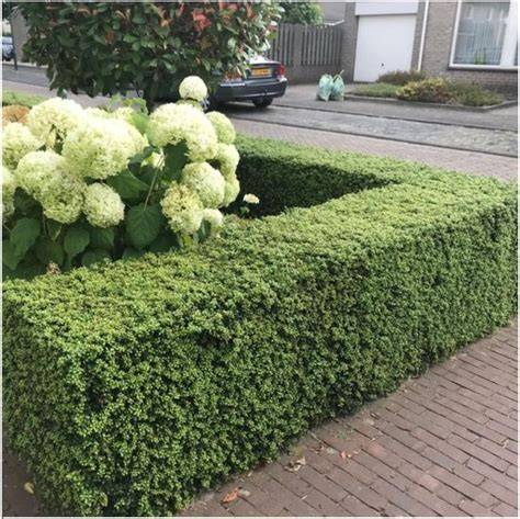 Hulst haag in winterse tuin