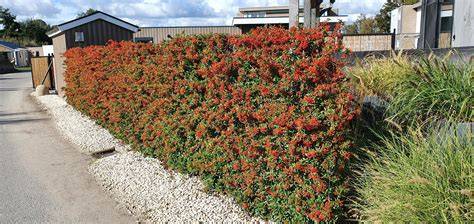 Vuurdoorn (Pyracantha) haag met bessen