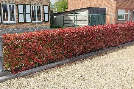 Photinia Red Robin haag