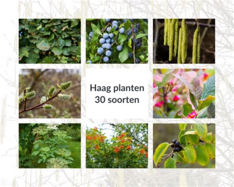 Overzicht van diverse haagplanten