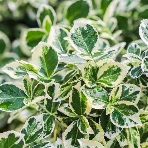 Euonymus fortunei variëteit