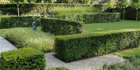 Taxus haag onderhoudsillustratie