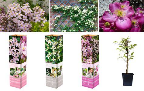 Klimplanten mix met schanskorf: voorbeeldindeling
