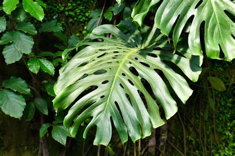 Infographic over fenestraties en bladstructuur van Monstera