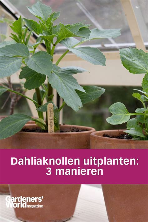 Infographic: voortrekken vs. direct planten van dahliaknollen