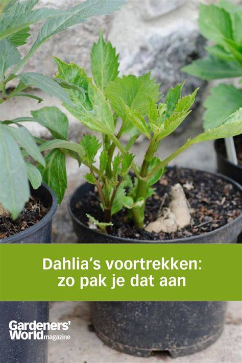 Diagram: voortrekken in potten vs. direct planten in border