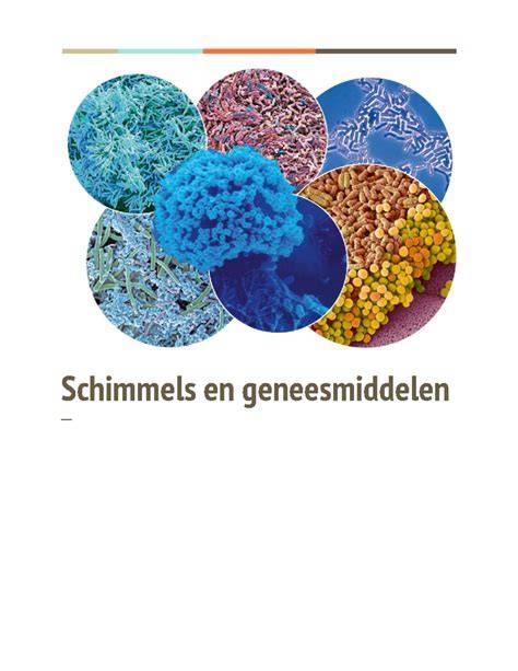 Infografiek: mogelijke rol van schimmels in bioremediatie van bitumen