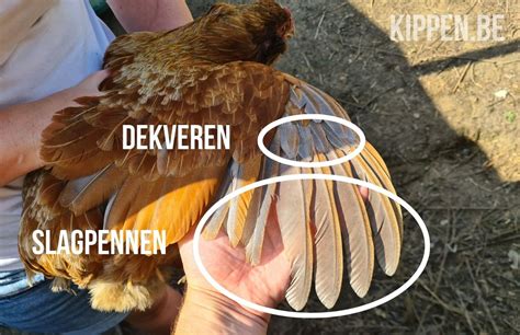 Afbeelding van kippen en veren tegen een donkere achtergrond als voorbeeld van het behang