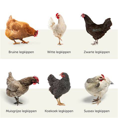 Voorbeelden van behangstijlen die kippen- en verenmotieven combineren