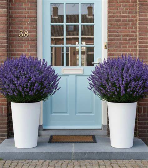 Wit Genesis Rotondo bloempot bij voordeur met lavendel