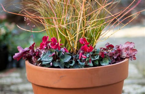 Winterse voor- en lentekleuren in potten met kornoelje en cyclamen