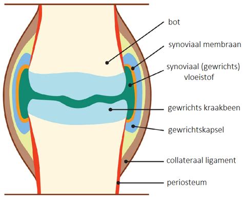 Infographic: Synoviaal vocht en knie