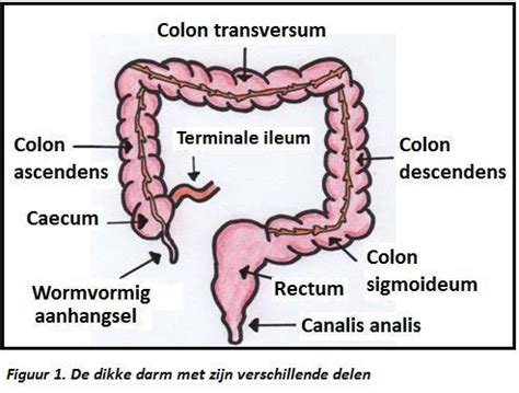 illustratie van de anatomie van de dikke darm en endeldarm, met focus op de kringspier en bekkenbodem