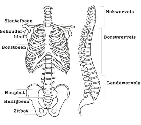 Illustratie van de anatomie van de ruggengraat en de juiste ondersteuning.
