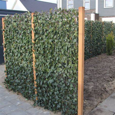 Diagram van aanplantafstand en lay-out van Hedera schutting