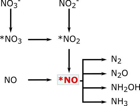 Diagram: opstartfases stikstofcyclus (NH3/NH4+ → NO2- → NO3-)