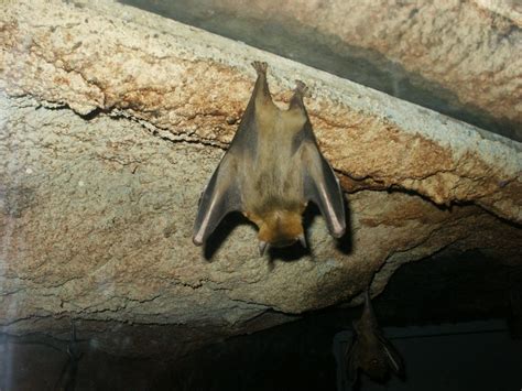 foto: vleermuis in zolderruimte - aandacht bij isolatie