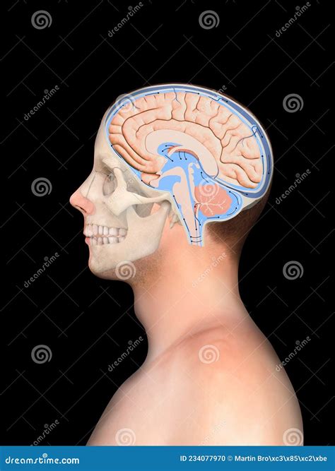 Diagram dat het koudwalsingsproces van staal illustreert